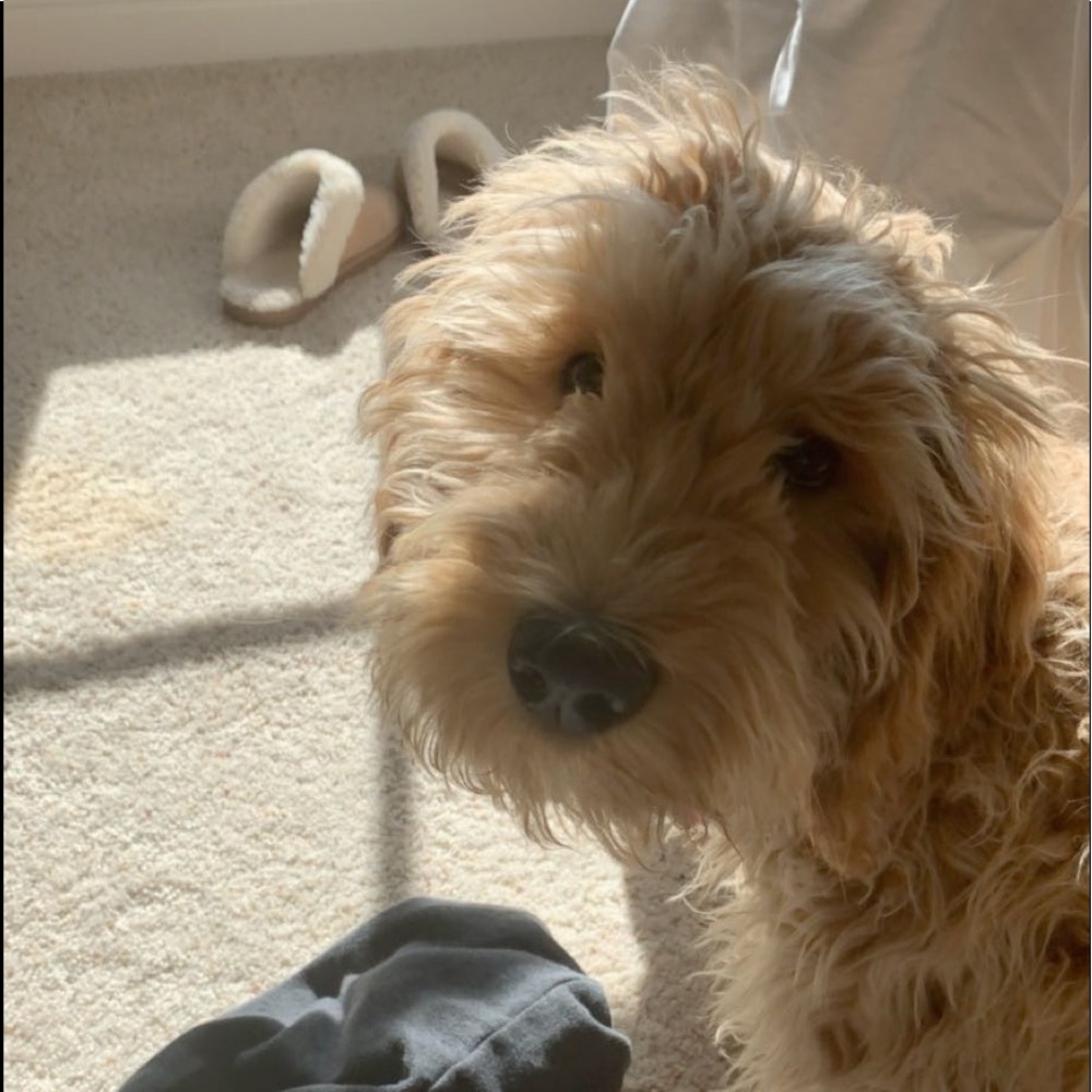 Meet your Posher, Audrey